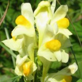 1009F 050 Goeppingen-PB